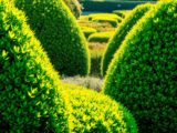 Choosing Hedge Plants: Finding the Right Option for You