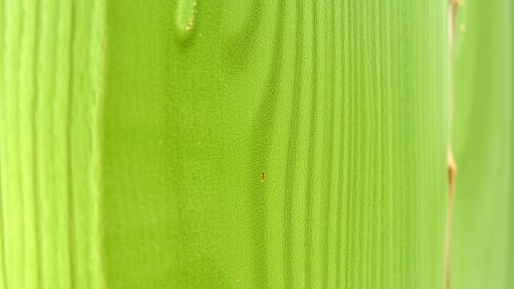 What Is Pressure Treatment and How Does It Protect Wood?